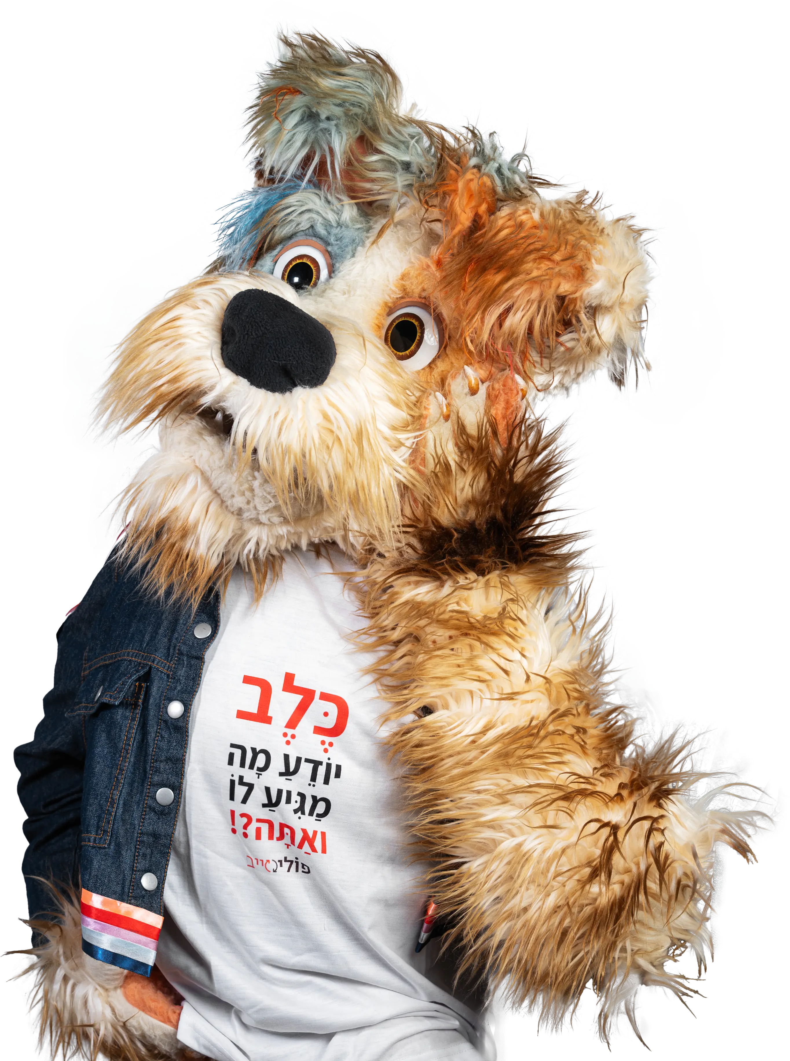 פולי משווה בין הצעות ביטוח